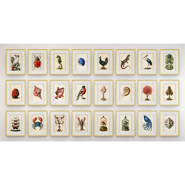 Set of 24 — Natural History Cabinet of Curiosities | 19th-Century Natural History Plates | Vintage Scientific Illustration | Gallery Wall Collection For Sale - Image 18 of 18
