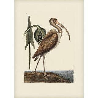 Mark Catesby Reproduction of Brown Curlew, Plate 83 For Sale