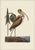 Mark Catesby Reproduction of Brown Curlew, Plate 83 For Sale