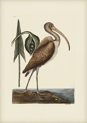 Mark Catesby Reproduction of Brown Curlew, Plate 83
