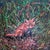 Bingo by Carrie Goller | Oil on Wood Panel Painting of a fox in grass For Sale
