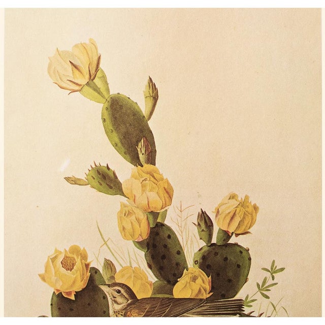Farmhouse 1966 Vintage Farmhouse Cottage Print "American Grass Finch" After John James Audubon For Sale - Image 3 of 7