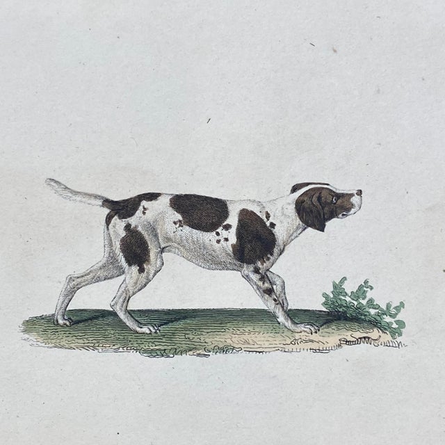 French French Antique 18th Century "Le Chien Couchant" Dog Engraving Hand Colored Signed Artwork For Sale - Image 3 of 9