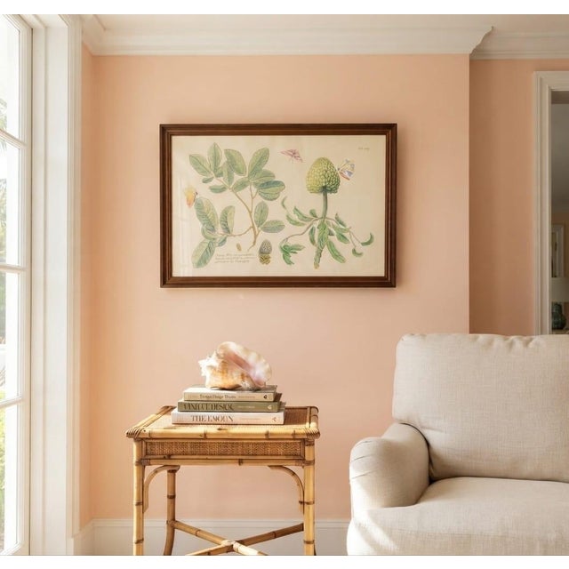 Mark Catesby "The Sweet Sop Tree" Framed Botanical Print For Sale In West Palm - Image 6 of 12