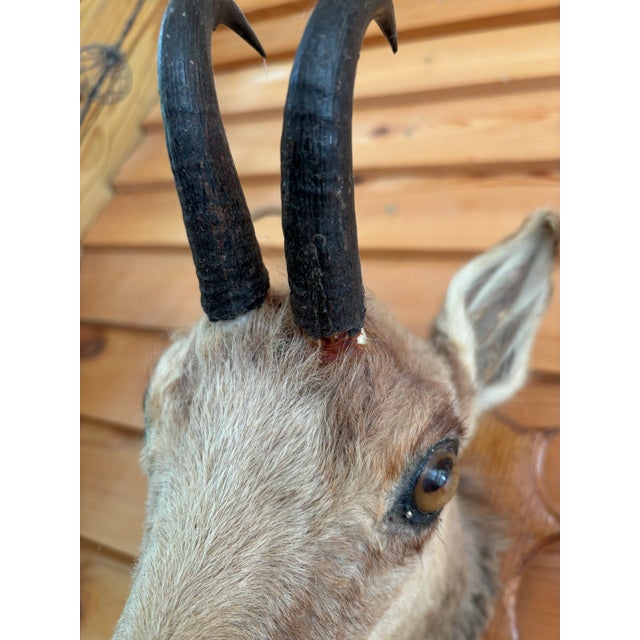 1980s Springbok Chamois Antelope Wall Mount Taxidermy For Sale In Nashville - Image 6 of 9
