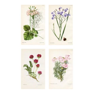 Vintage Botanical Prints by Margaret Stones, Curtis's Botanical Magazine, Set of 4 Original Botanical Prints, England For Sale