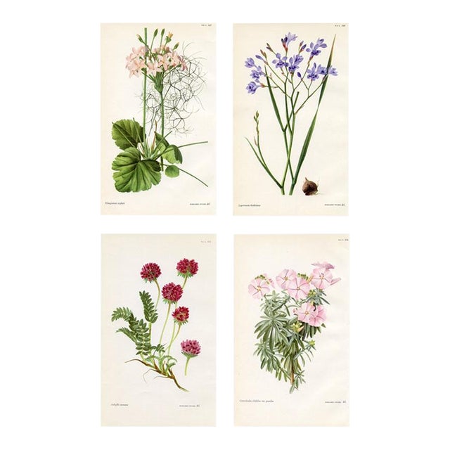 Vintage Botanical Prints by Margaret Stones, Curtis's Botanical Magazine, Set of 4 Original Botanical Prints, England For Sale