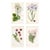 Vintage Botanical Prints by Margaret Stones, Curtis's Botanical Magazine, Set of 4 Original Botanical Prints, England For Sale