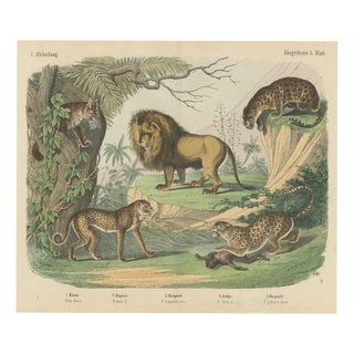 Antique Lion, Jaguar, Leopard and Cheetah Print by Kolb, 1890 For Sale