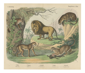 Antique Lion, Jaguar, Leopard and Cheetah Print by Kolb, 1890