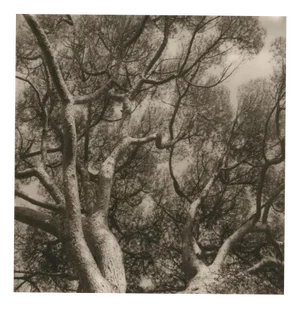 Ugne Pouwell, Lerici 254, 2025, Photograph