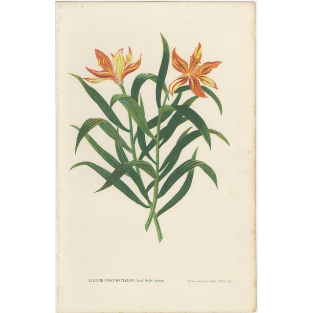 After Siebold & De Vriese, Botanical Illustration of Lilium Partheneion & Coridion, 1856, Prints, Set of 2 For Sale - Image 3 of 10
