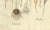 Crocus Sativus, 1800s, Paper For Sale - Image 5 of 10