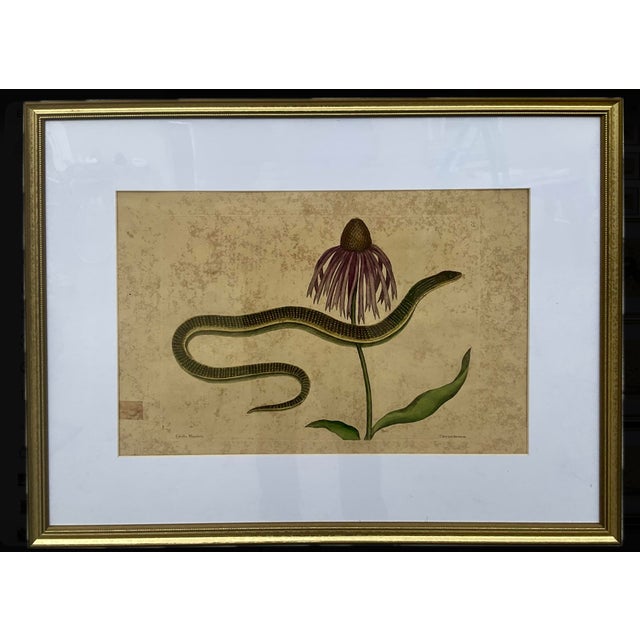 Sculpture Materials 18th Century Framed Engravings by Mark Catesby, Set of Nine Natural History Art For Sale - Image 7 of 17