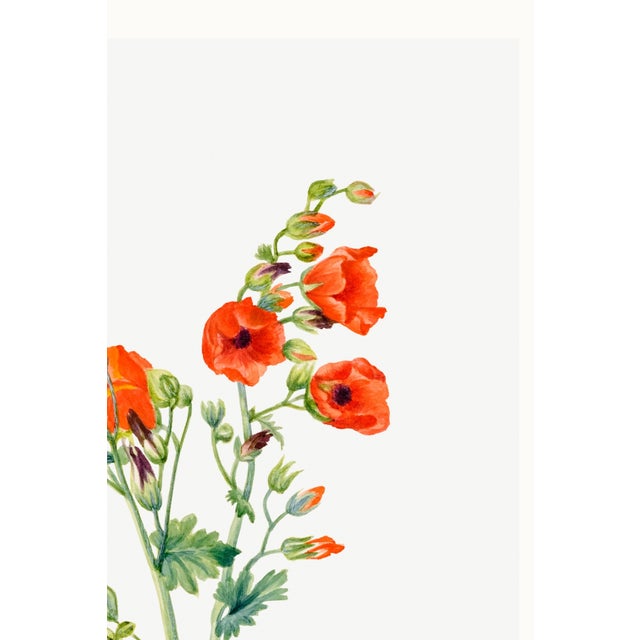 Orange Scarlet Globe Mallow, Vintage Botanical Art Print Reproduction by Mary Vaux Walcott, 32" X 48" For Sale - Image 8 of 10