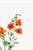 Orange Scarlet Globe Mallow, Vintage Botanical Art Print Reproduction by Mary Vaux Walcott, 32" X 48" For Sale - Image 8 of 10