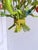 Mid-Century Floral Bouquet 3-Light Chandelier in Green Painted Tole Metal, 1960s For Sale - Image 13 of 16