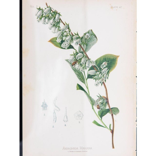 Shabby Chic Staggerbush Botanical Print on Paper, Usa Early 20th C. For Sale - Image 3 of 8