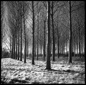 Paul Cooklin, Wickham Skeith Vi, 2013, Silver Gelatin Photograph