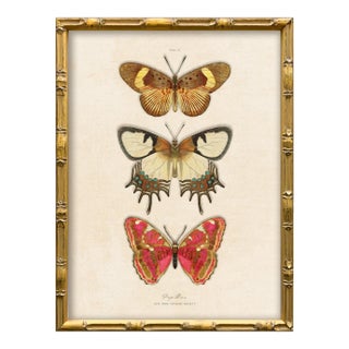 Reproduction Vintage Butterfly Art Print (2), Framed For Sale