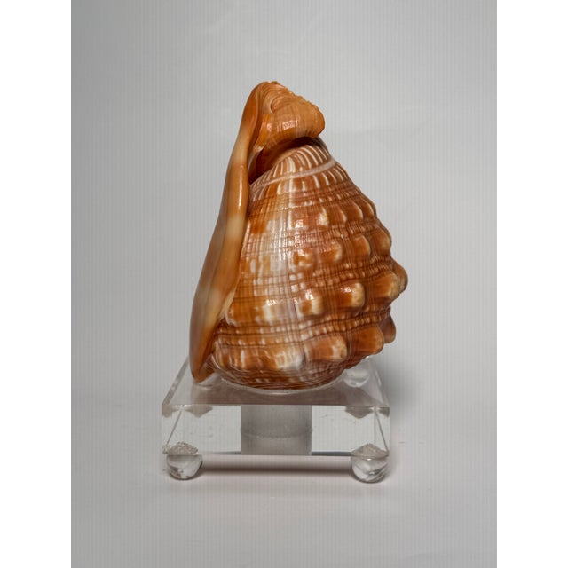 Nautical Vintage Coastal Red Helmet Shell With Lucite Stand, Peach, Apricot & Cream For Sale - Image 3 of 11