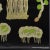 1960s Yellow Lichen Botany Plants Wall Chart by Jung Koch Quentell For Sale - Image 5 of 6