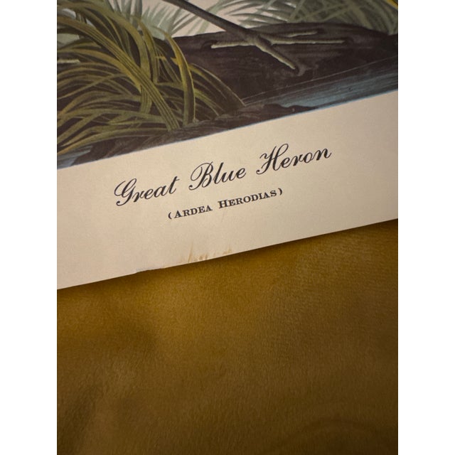 Mid-Century Audubon Great Blue Heron Print (Ardea Herodias), Unframed For Sale - Image 6 of 6