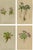 Alpine Primula Botanical Prints, Palla, 1897, Set of 4 For Sale - Image 9 of 9