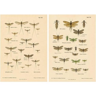 Entomological Lithographs from Die Geradflügler, Germany, 1908, Set of 2 For Sale