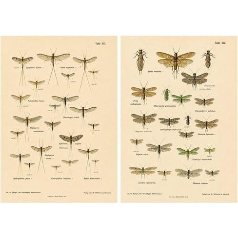 Entomological Lithographs from Die Geradflügler, Germany, 1908, Set of 2 For Sale