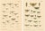 Entomological Lithographs from Die Geradflügler, Germany, 1908, Set of 2 For Sale