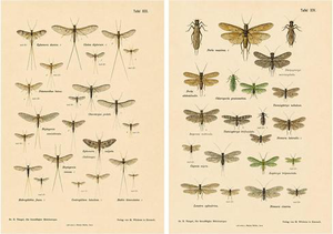 Entomological Lithographs from Die Geradflügler, Germany, 1908, Set of 2
