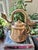 In Chinese culture, dragons can symbolize power, prosperity and good luck. What wonderful qualities to bring into your...