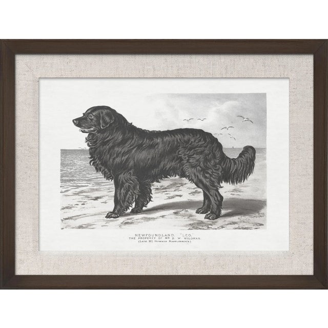 We all love our dogs and this collection allows you to choose all there different breeds that are illustrated from the...