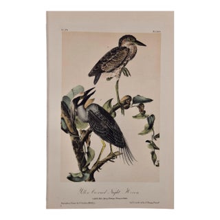 Audubon Night Heron Birds: An Original 19th C. Audubon Hand-Colored Bird Lithograph, 1870 For Sale