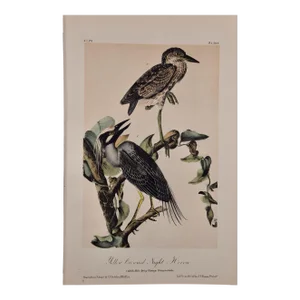Audubon Night Heron Birds: An Original 19th C. Audubon Hand-Colored Bird Lithograph, 1870