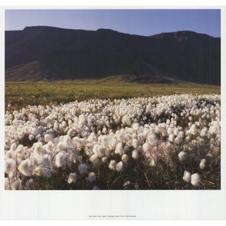 Archiv Kiedrowski Moor, Iceland, 2009 For Sale