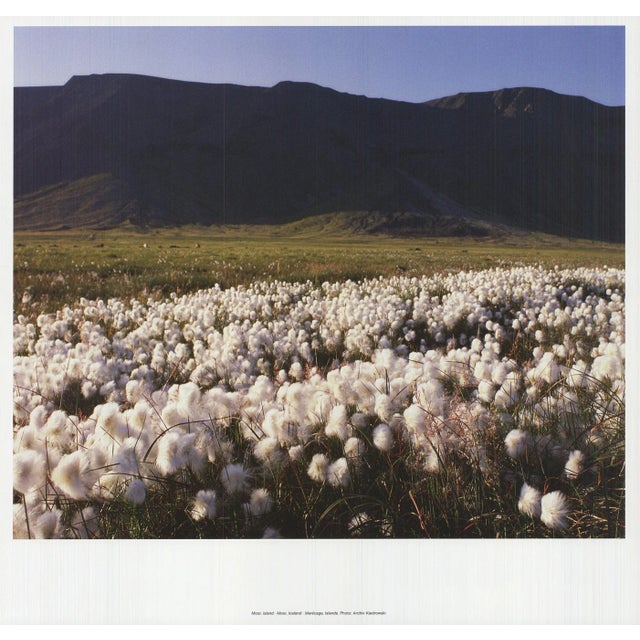 Archiv Kiedrowski Moor, Iceland, 2009 For Sale