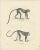 These two lithographs depict various species of monkeys, presented in a naturalistic and detailed manner, created by Carel...
