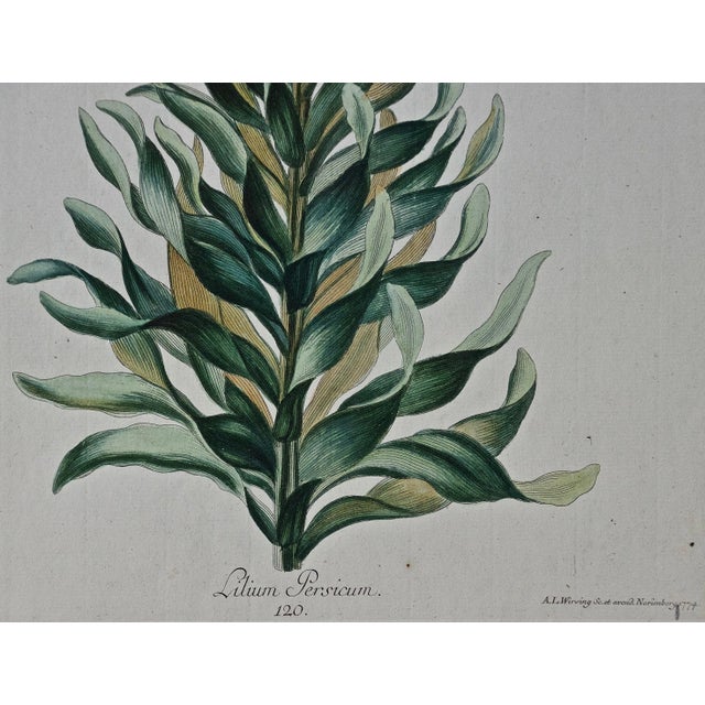 "Lilium Persicum" Ehret 18th Century Hand Colored Botanical Engraving, 1774 For Sale - Image 4 of 6