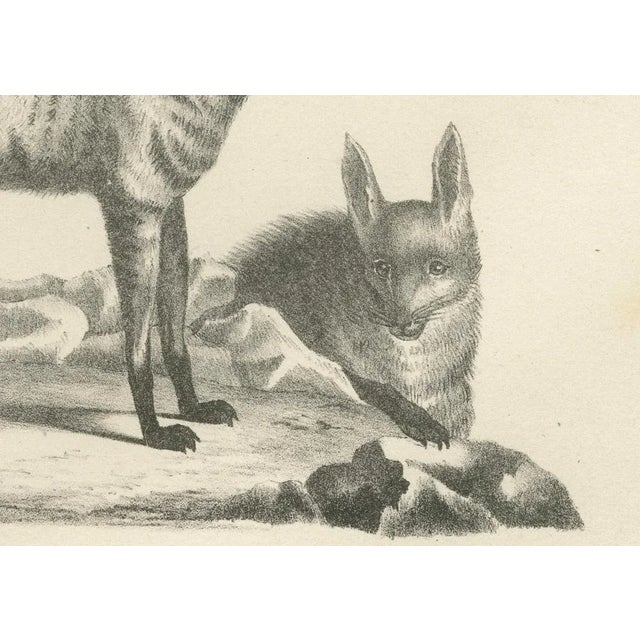 C.C. G. Zool., The Cape Meerkat and Lalandes Civet Hyena, 1836, Lithograph For Sale - Image 4 of 12