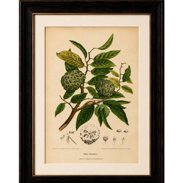 Paper Hoola van Nooten, Sugar Apple Botanical, 1880, Chromolithograph For Sale - Image 7 of 9