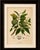 Paper Hoola van Nooten, Sugar Apple Botanical, 1880, Chromolithograph For Sale - Image 7 of 9