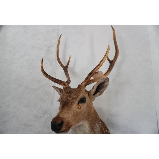 Spotted Deer Head & Bust Mount For Sale In Los Angeles - Image 6 of 15