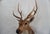 Spotted Deer Head & Bust Mount For Sale In Los Angeles - Image 6 of 15