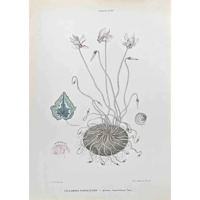 Vincenzo Tenore, Ivy Leaf Cyclamen, Lithograph, 1870s For Sale