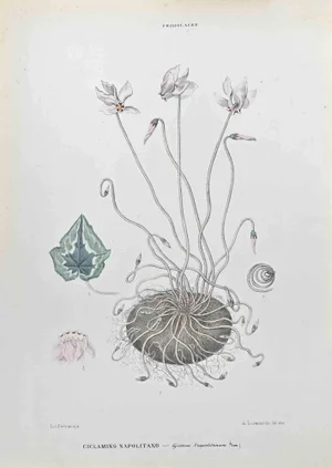 Vincenzo Tenore, Ivy Leaf Cyclamen, Lithograph, 1870s