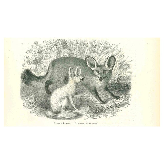 Paul Gervais, Fennec Fox, Lithograph, 1854 For Sale