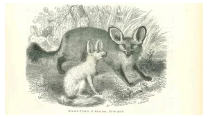 Paul Gervais, Fennec Fox, Lithograph, 1854
