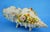 Antique Shell-Shaped Porcelain Centrepiece from C.G Schierholz & Sohn Manufactory of Plaue, Germany, 1800s For Sale - Image 10 of 18